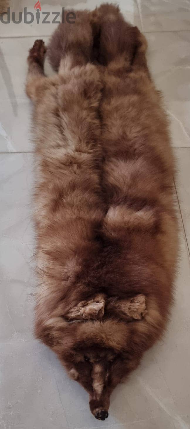 ثعلب فرو طبيعي / Natural fur fox 3