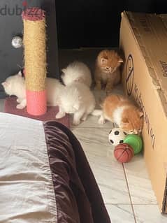 5 cats for sale
