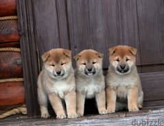Shiba Inu Red babies from Russia