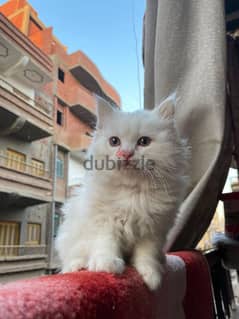 قطة شيرازي بيور للبيع