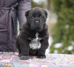 Alabai SOLID BLACK Puppy Male Imported