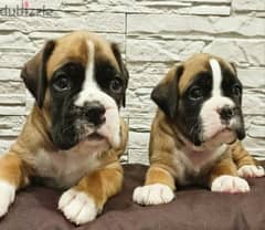German Boxer Puppies From Russia 0