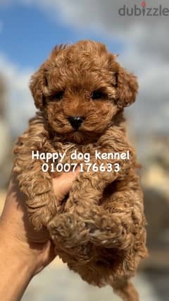 Male toy outlet poodle for sale