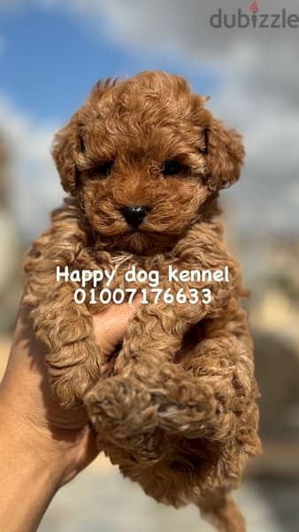 teacup poodle male out of imported parets