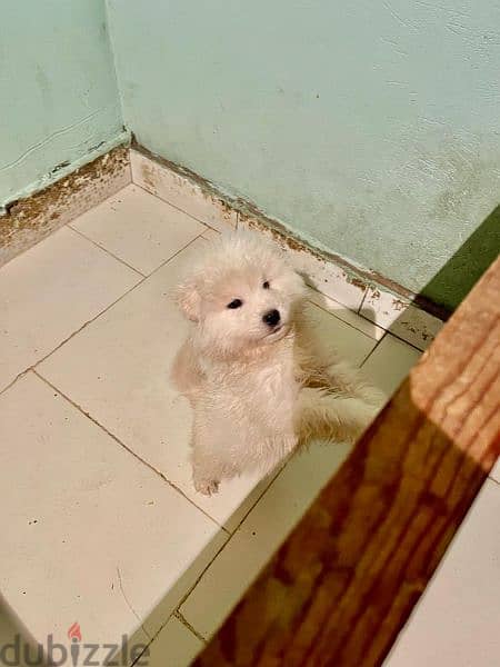 Samoyed puppies 0