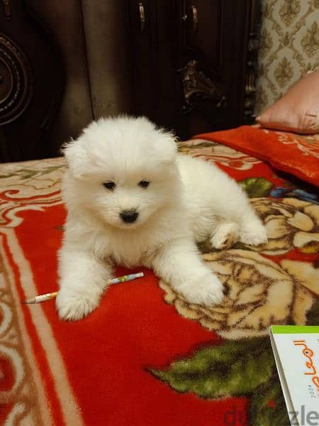 Samoyed puppies 1