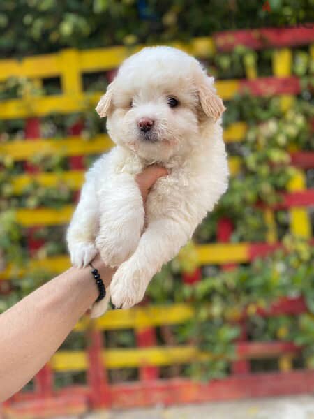 havanese puppies اجمل جراوي هفانيز 1