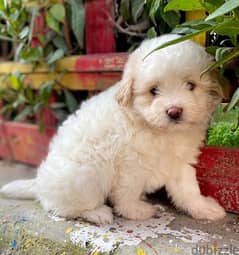 havanese puppies اجمل جراوي هفانيز 0