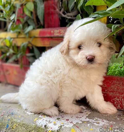 havanese puppies اجمل جراوي هفانيز