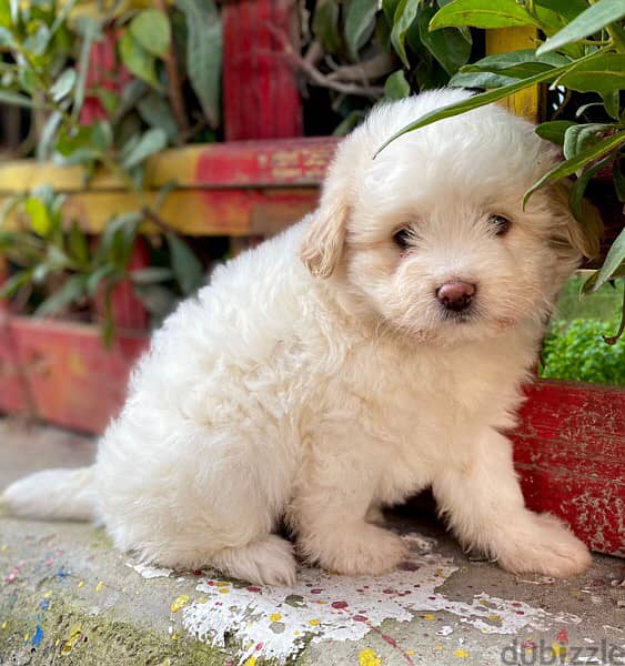 havanese puppies اجمل جراوي هفانيز 0