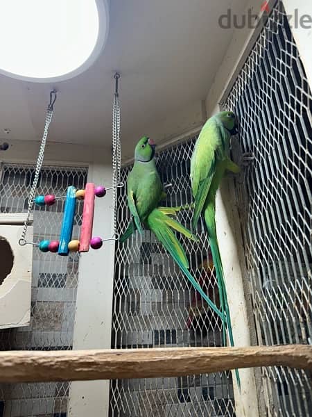 2 Rose-ringed parakeet Parrots - ببغاء 0
