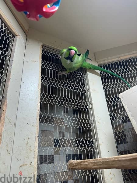 2 Rose-ringed parakeet Parrots - ببغاء 2