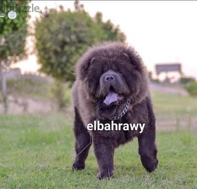 متاح ١٢ دكر تشاو تشاو chow chow للجواز مستوردين ومعاهم بيديحري fci