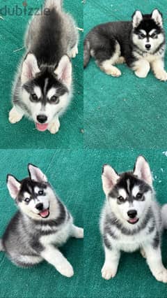 High breed, Alaskan Malamute puppies are ready for their new homes 0