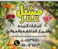 مشتل عمر وابراهيم لنباتات الزينه وأشجار الفاكهه للتواصل 01001839710