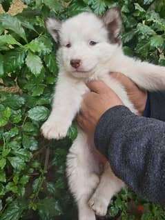 للبيع جراوي هاسكي husky puppies for sale 0