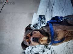 كلب بول ماستيف للزواج ينفع للبيتبول ايضا الكلب حجمه ضخم اكتر من الصوره 0