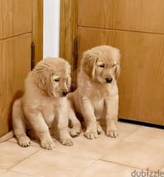 جراوي جولدن ريتريفر Golden Retriever puppy pure breed female
