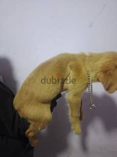 Golden Retriever puppy pure breed female
 جراوي جولدن ريتريڤر