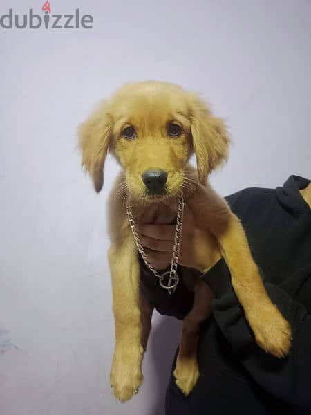 Golden Retriever puppy pure breed female
 جراوي جولدن ريتريڤر 1