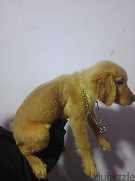Golden Retriever puppy pure breed female
 جراوي جولدن ريتريڤر 3