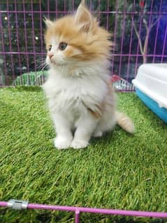 قطط شيرازي مون فيس لونج هير