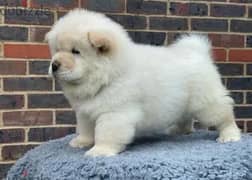 Chow Chow Puppies 100 percent pure breed جراوي تشاو تشاو بيور