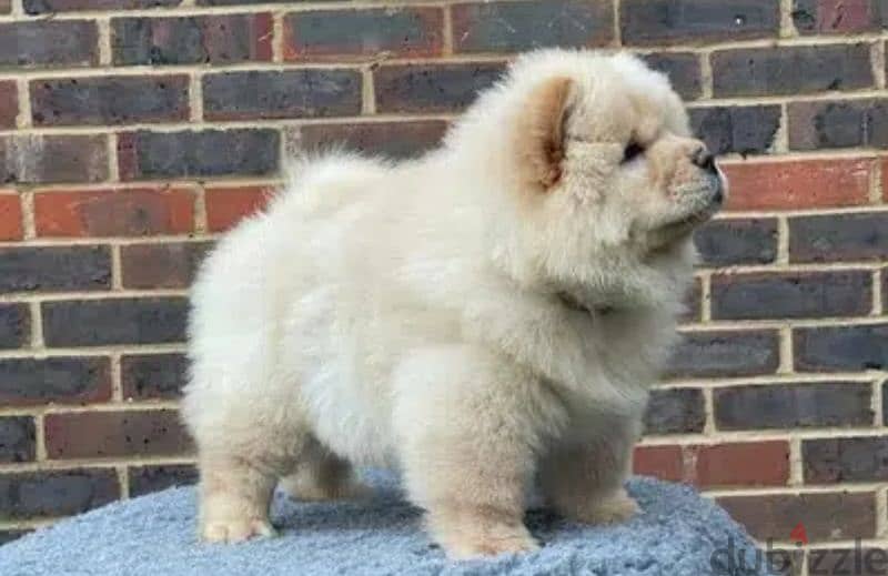 Chow Chow Puppies 100 percent pure breed جراوي تشاو تشاو بيور 1