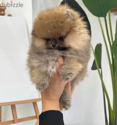 Pomeranian بوميرانيان 0