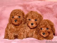 imported Toy Poodle red Brown From Russia 0