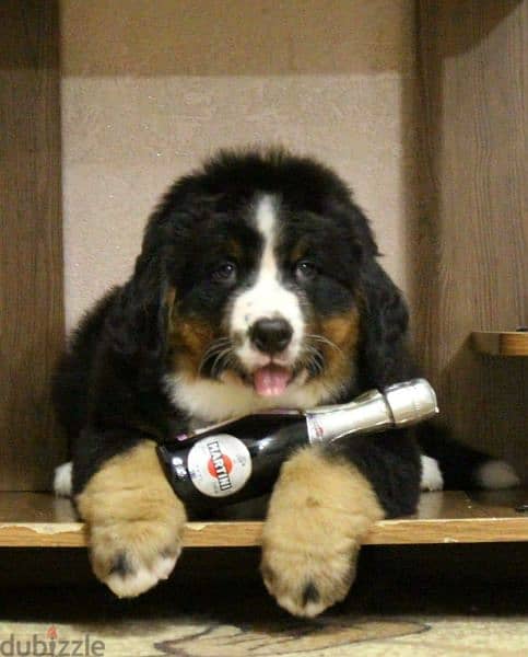 Available for sale is a male Bernese mountain dog 1