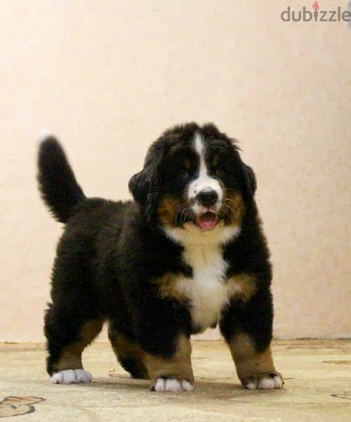 Available for sale is a male Bernese mountain dog 2