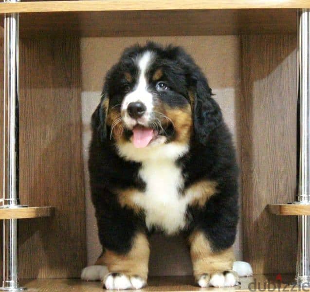 Available for sale is a male Bernese mountain dog 3