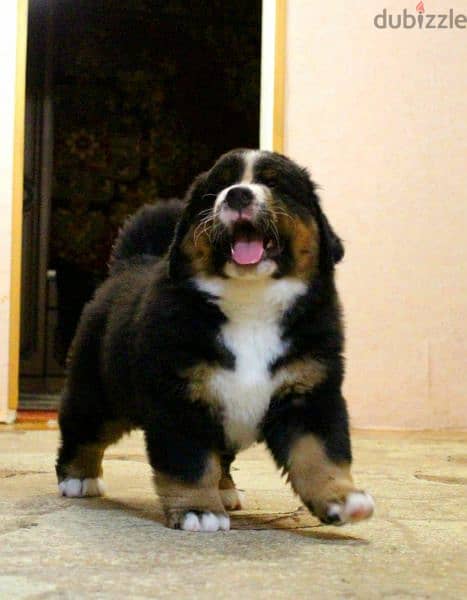 Available for sale is a male Bernese mountain dog 4