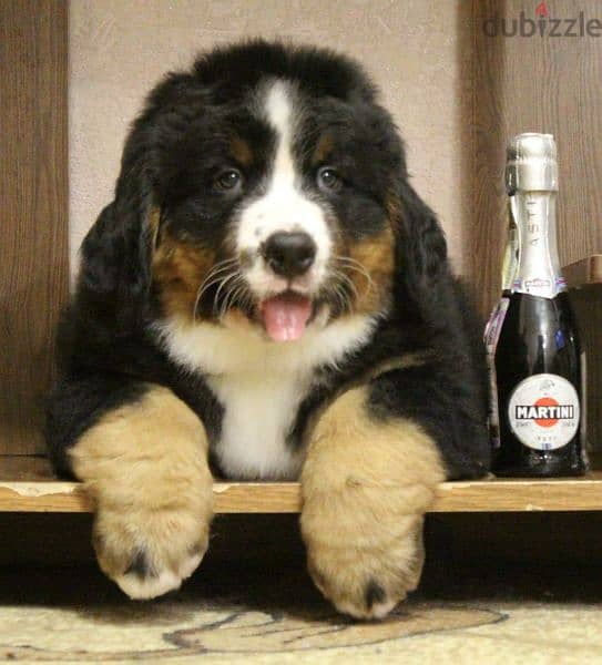 Available for sale is a male Bernese mountain dog 5