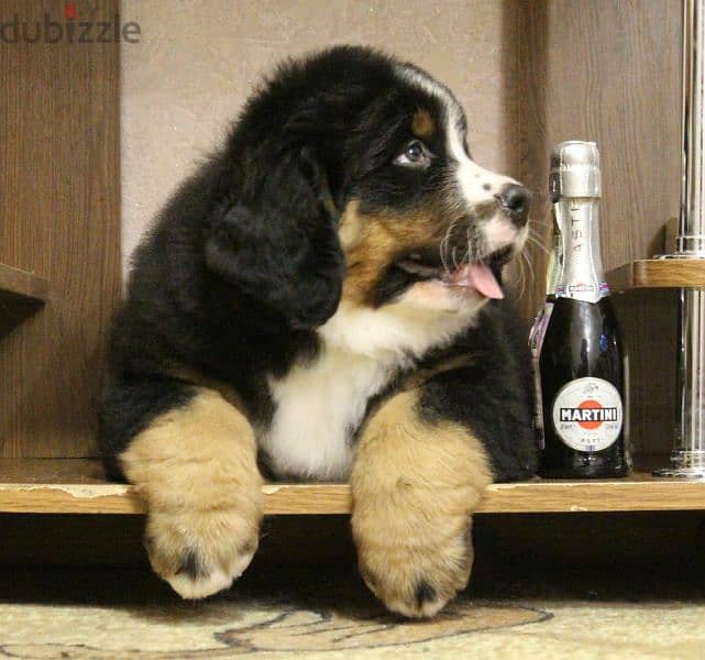 Available for sale is a male Bernese mountain dog 6