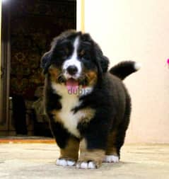 Available for sale is a male Bernese mountain dog