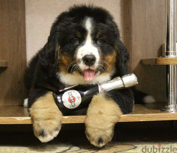 Available for sale is a male Bernese mountain dog 7