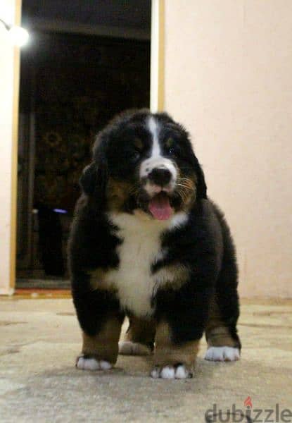 Available for sale is a male Bernese mountain dog 8
