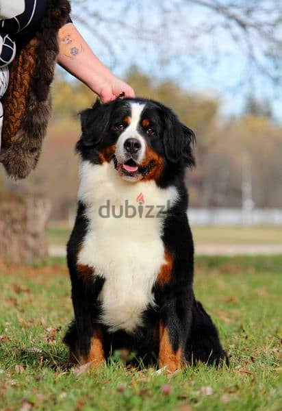 Available for sale is a male Bernese mountain dog 9