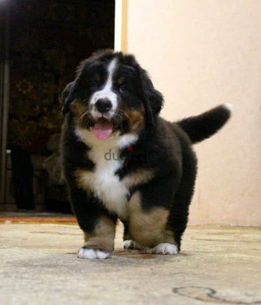 Available for sale is a male Bernese mountain dog 10