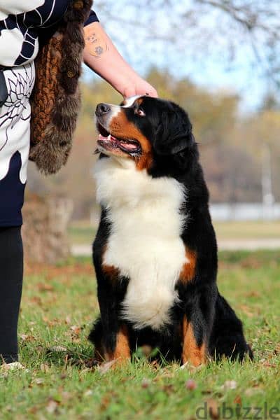 Available for sale is a male Bernese mountain dog 11