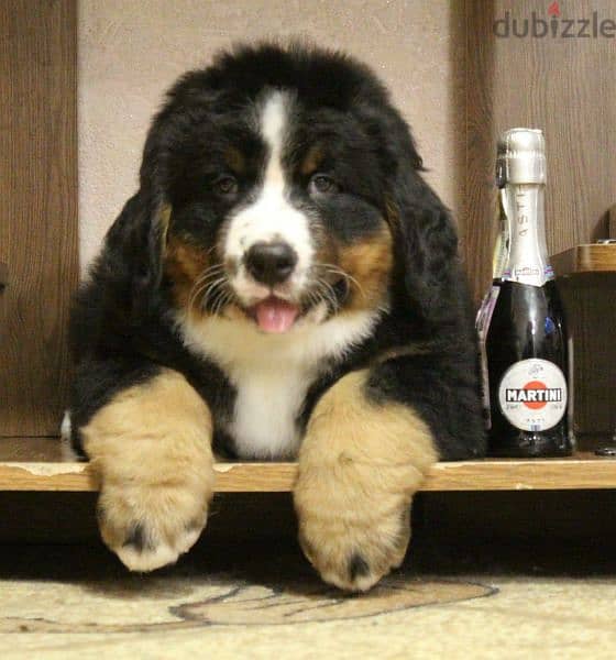 Available for sale is a male Bernese mountain dog 12