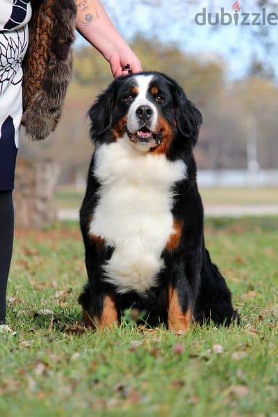 Available for sale is a male Bernese mountain dog 13