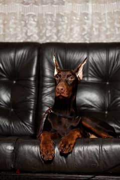 Offered for sale is a Doberman puppy From Russia 0