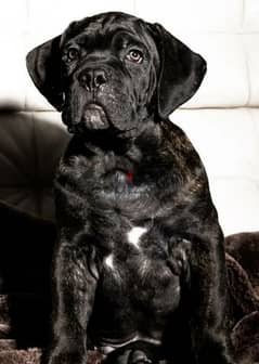Cane Corso puppies From Russia 0