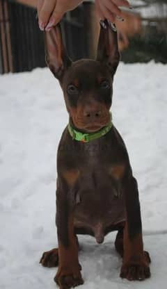 Doberman puppies From Russia 0