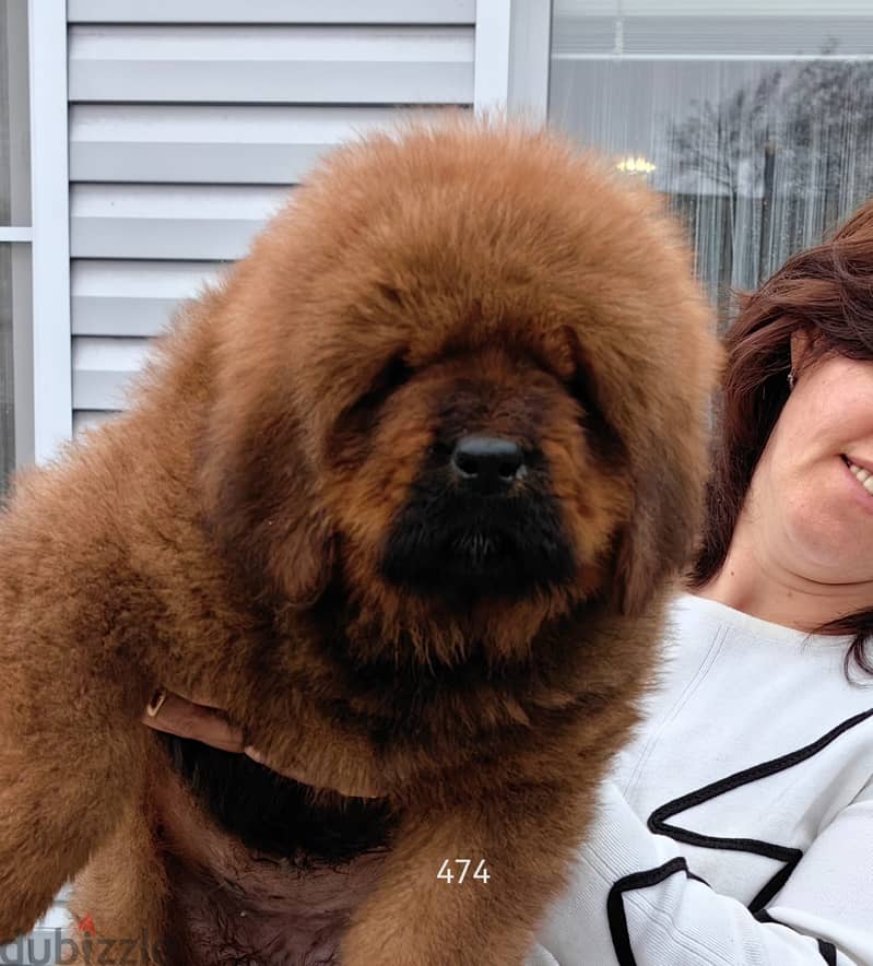 Tibetian Mastiff Puppies Imported From The Biggest Kennels !!! 7