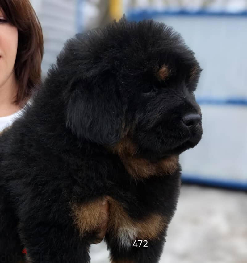 Tibetian Mastiff Puppies Imported From The Biggest Kennels !!! 1