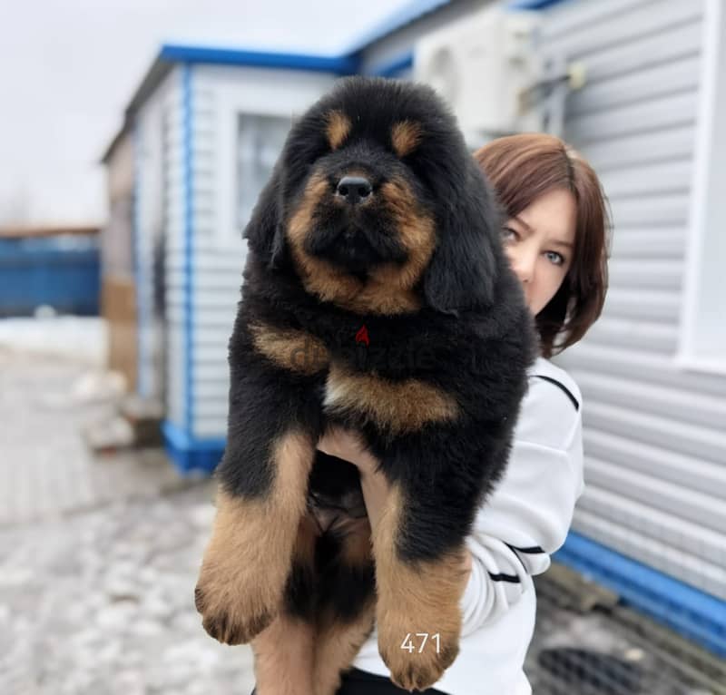 Tibetian Mastiff Puppies Imported From The Biggest Kennels !!! 2